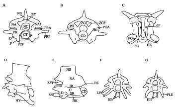 A Comparative Morphological Study of the Vertebrae of Snakes Occurring ...