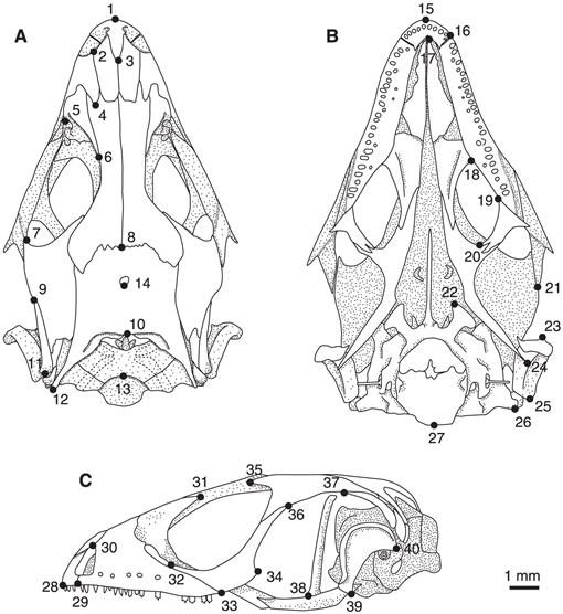 Geometric Morphometric Analysis of Sexual Dimorphism and Allometric ...