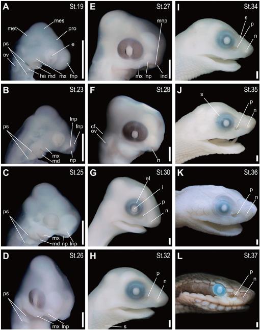 snake embryo