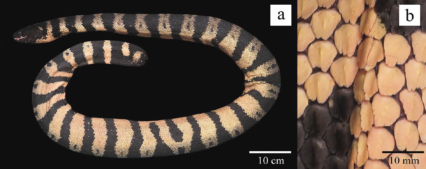 Venomous Sea Snake Facts (Hydrophiinae and Laticaudinae)