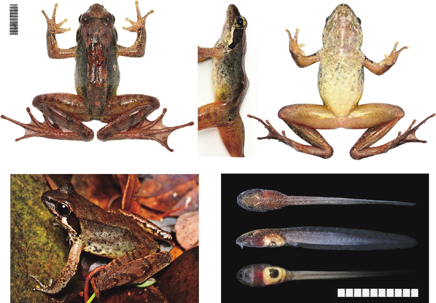 anterior limbs of frog