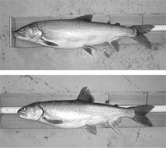 Survey Of Siscowet Lake Trout At Their Maximum Depth In Lake Superior