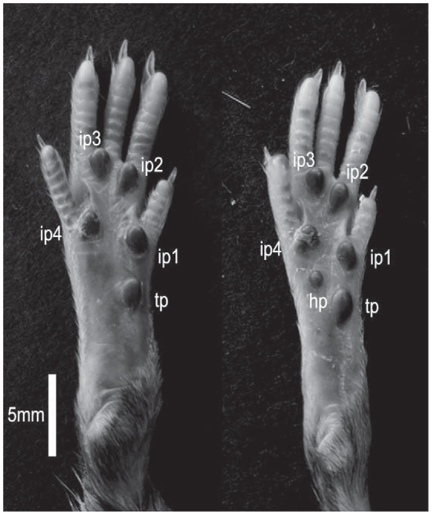 Morphological Variation in External Traits of the Large Japanese