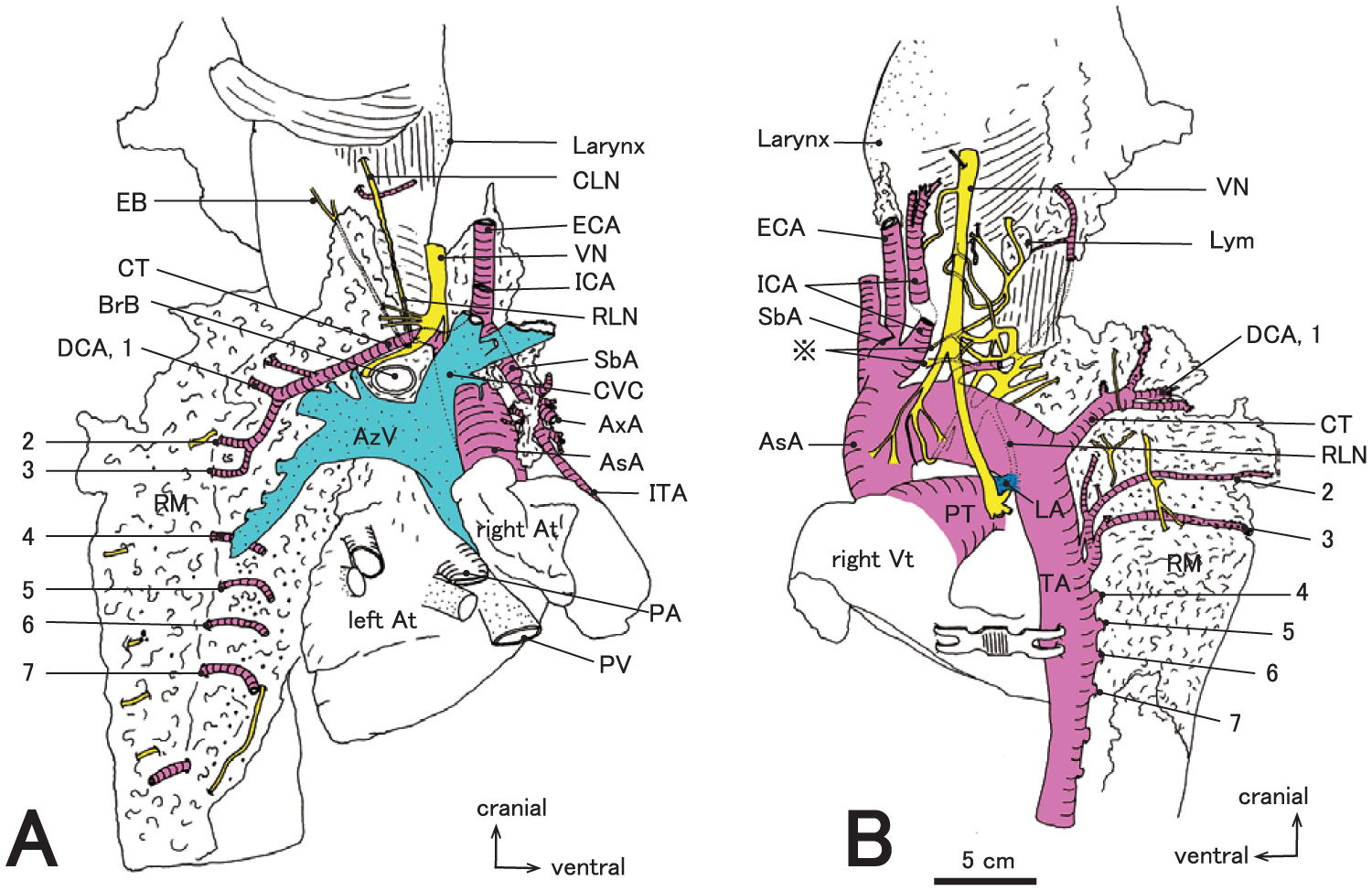 Anatomical Studies of the Recurrent Laryngeal Nerve and the Subclavian ...