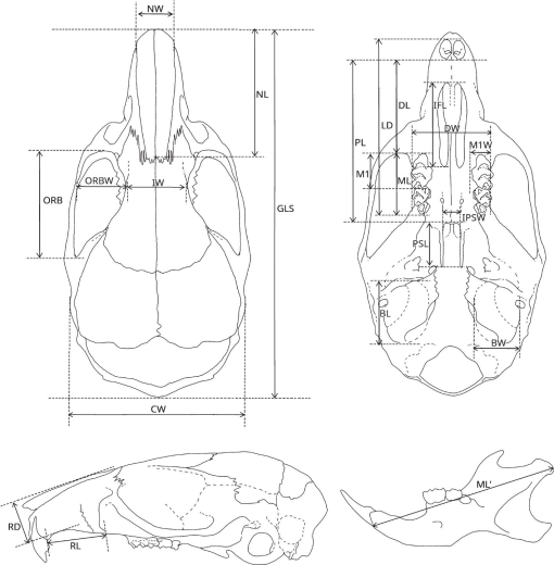 Morphological and molecular study of Didymodiclinus marginati n