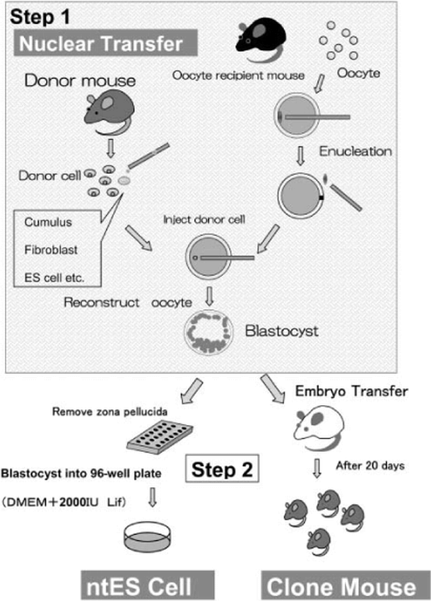 Embryonic Stem Cell Lines from Somatic Cell Nuclei Via Nuclear Transfer
