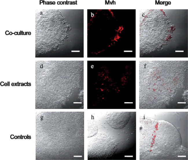 In Vitro Induction of Potential Primordial Germ Cells from Mouse ...