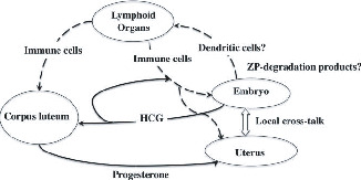 Immune System Cooperatively Supports Endocrine System-Primed Embryo ...