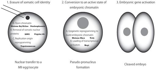 Maternal Factors Involved In Nuclear Reprogramming By Eggs And Oocytes