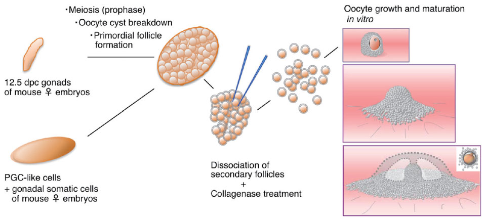 Recent Advances in Understanding the Regulation of Oogenesis and Its ...