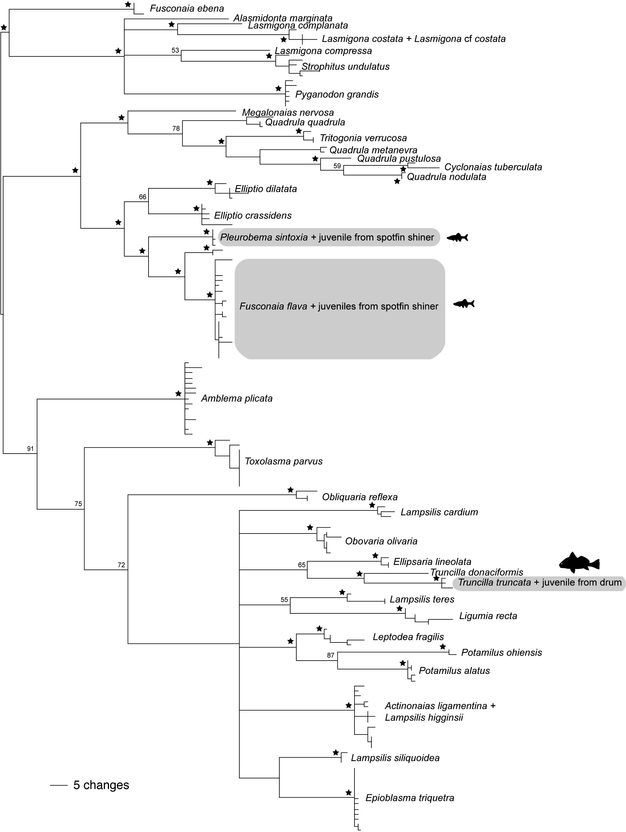 A DNA-barcoding approach to identifying juvenile freshwater mussels ...