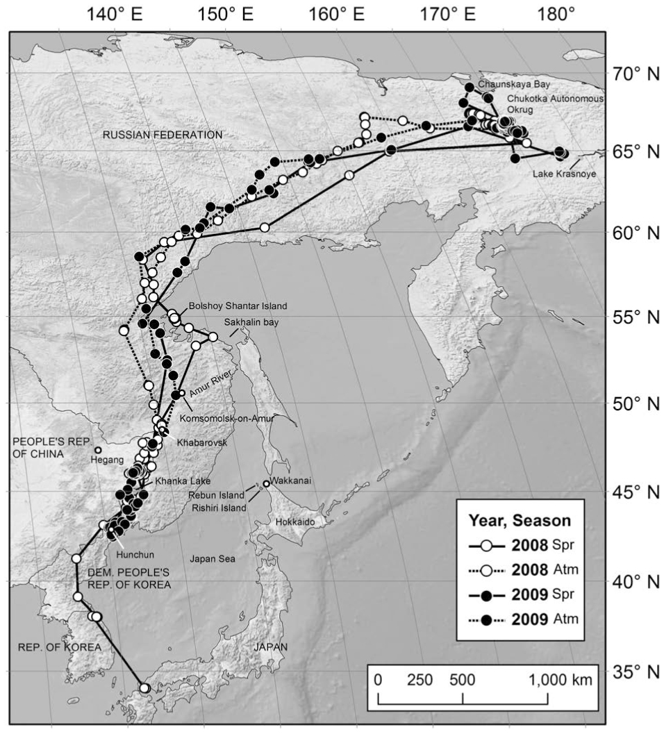 Migration Routes Of Satellite Tracked Rough Legged Buzzards From Japan Migration Routes Of Satellite Tracked Rough Legged Buzzards From Japan