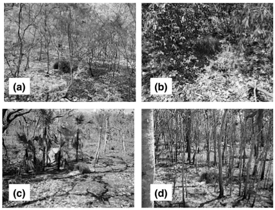 The Relationship Between Bower Orientation Platform Choice And Mating Success In The Great 