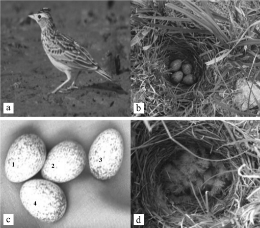 The Breeding Ecology of Oriental Skylark Alauda gulgula on Farmland in the  Mardan District, Khyber Pakhtunkhwa, Pakistan