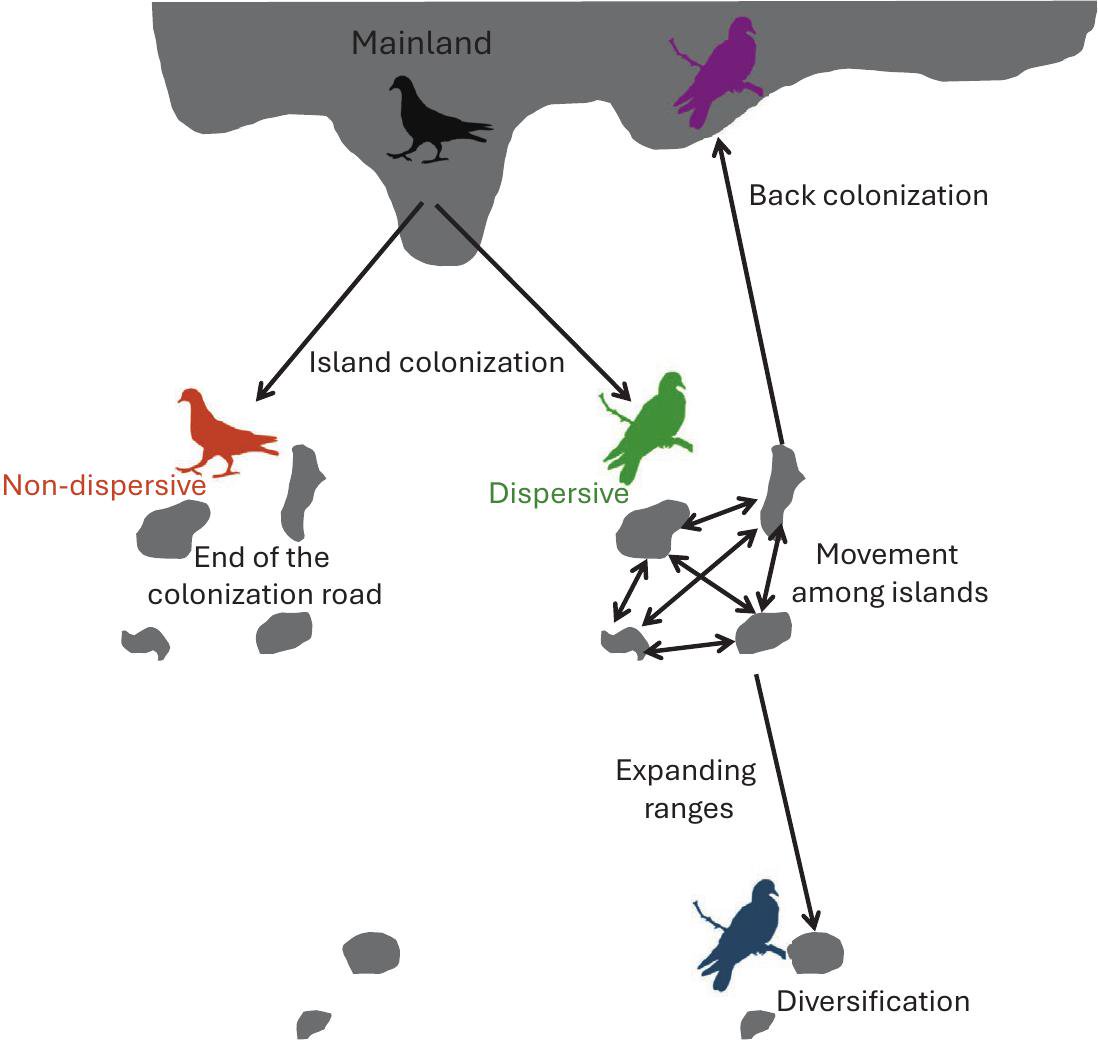 Movement Ecology of Columbiformes Maintaining Long-Distance Dispersal ...