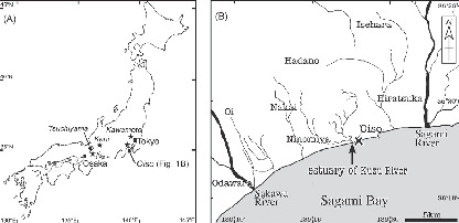 A Rhinocerotid (Mammalia, Perissodactyla) from the Late Miocene Oiso ...