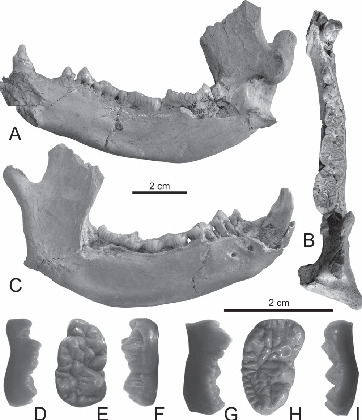 Mandible and Lower Dentition of Parailurus baikalicus (Ailuridae ...