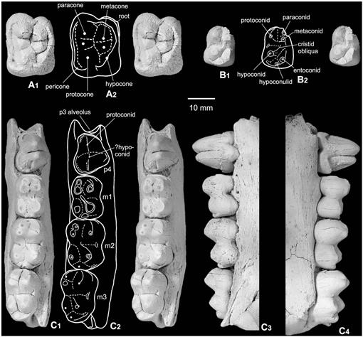 The Entelodontid Artiodactyl Fauna from the Eocene Ergilin Dzo ...