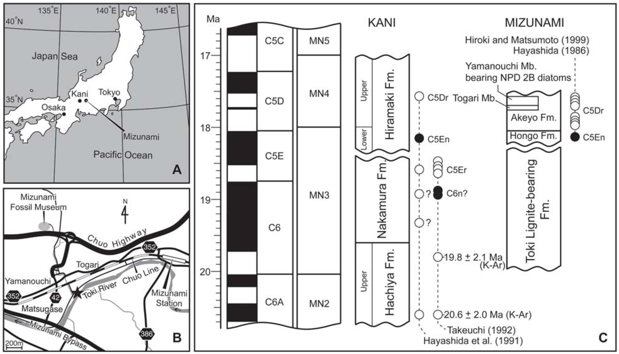 New Species Of Alloptox Lagomorpha Ochotonidae First Record Of The Genus In Japan And Subgeneric Distinction