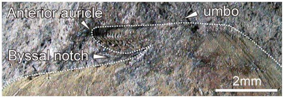 Crittendenia (Bivalvia) From The Lower Triassic (Olenekian) Bac Thuy ...