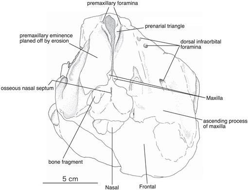 New material of Haborophocoena Toyoshimai (Odontoceti: Phocoenidae ...