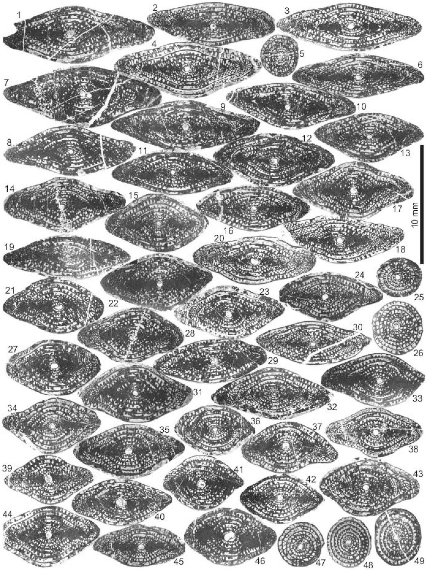 Morphologic Variation and Microspheric Forms of Parafusulina japonica ...