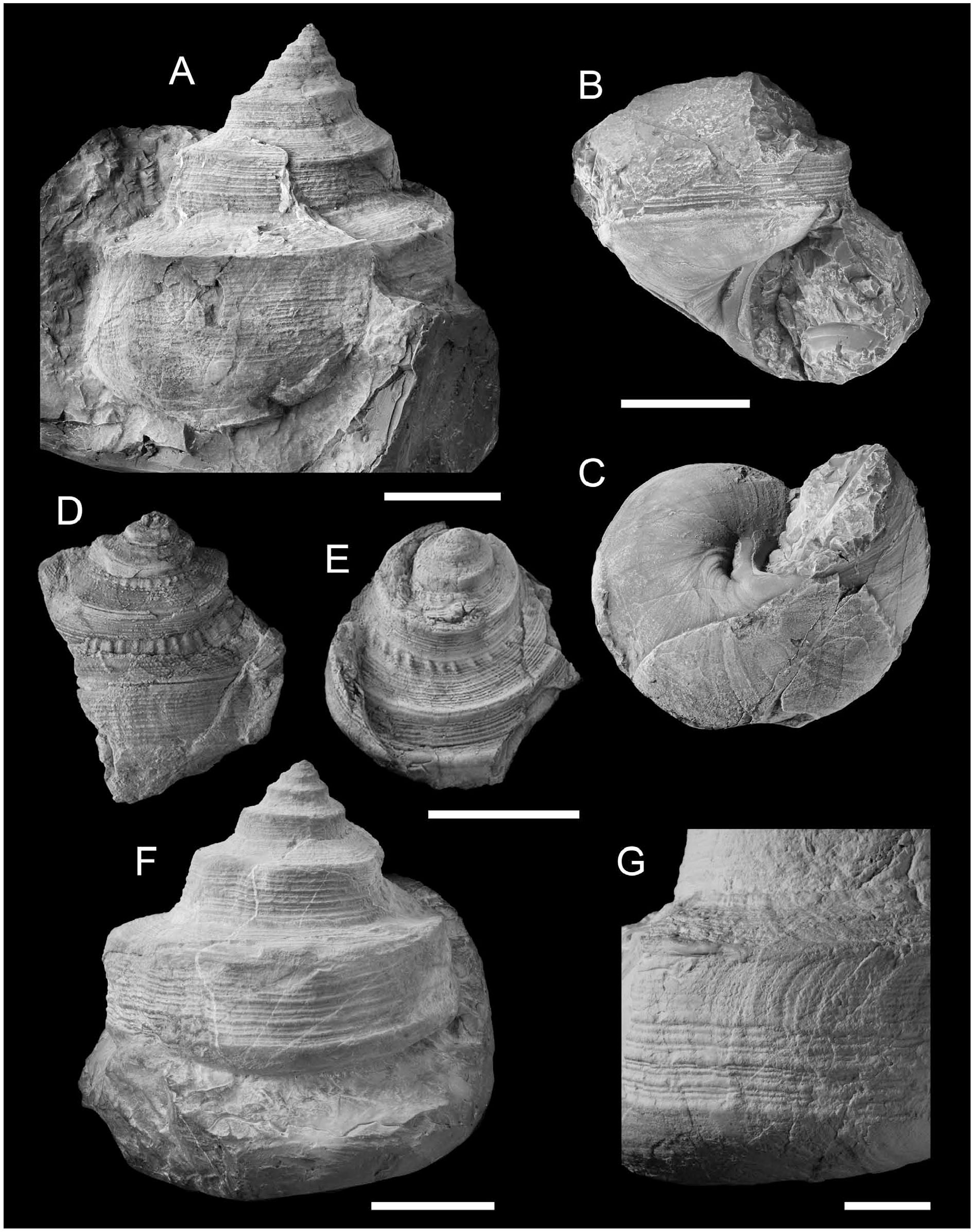 PDF) Gigantic scaphopods (Mollusca) from the Permian Akasaka Limestone,  central Japan