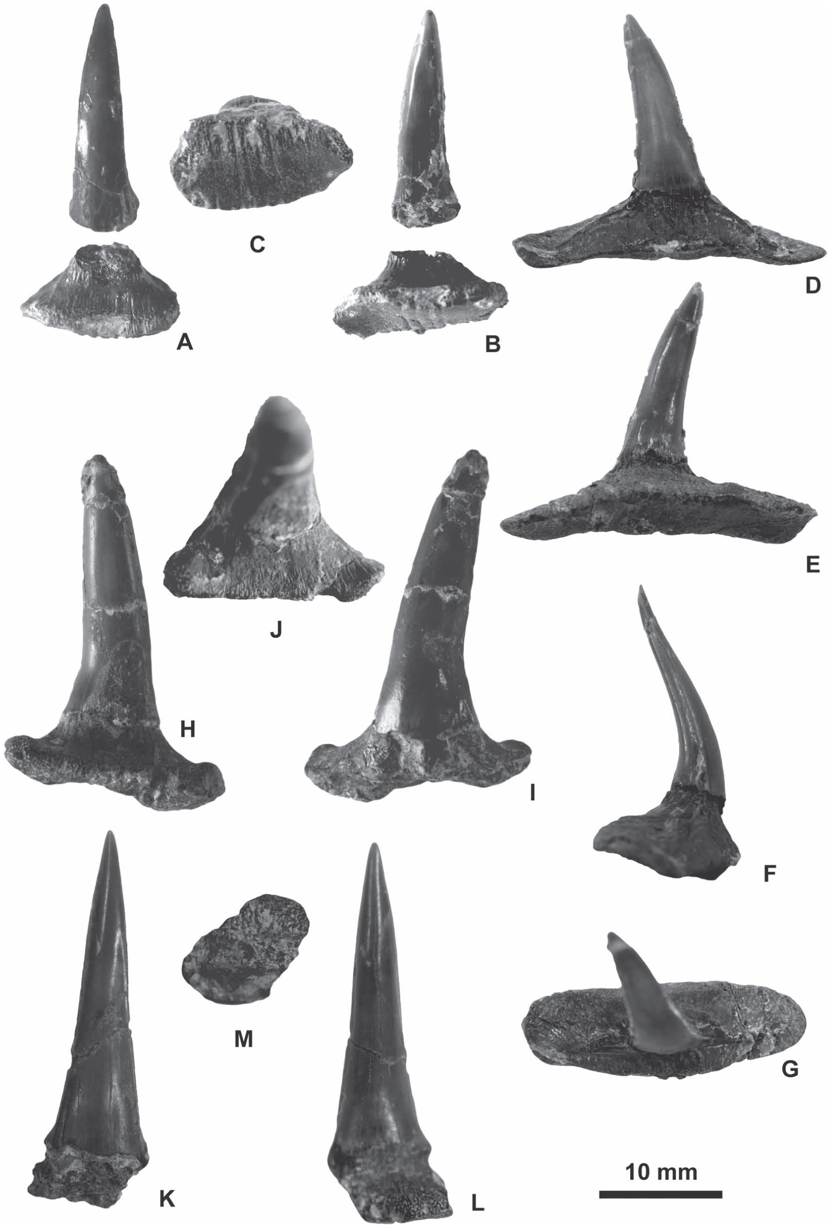 Sphenodus (Chondrichthyes, Neoselachii) from the Upper Cretaceous in ...