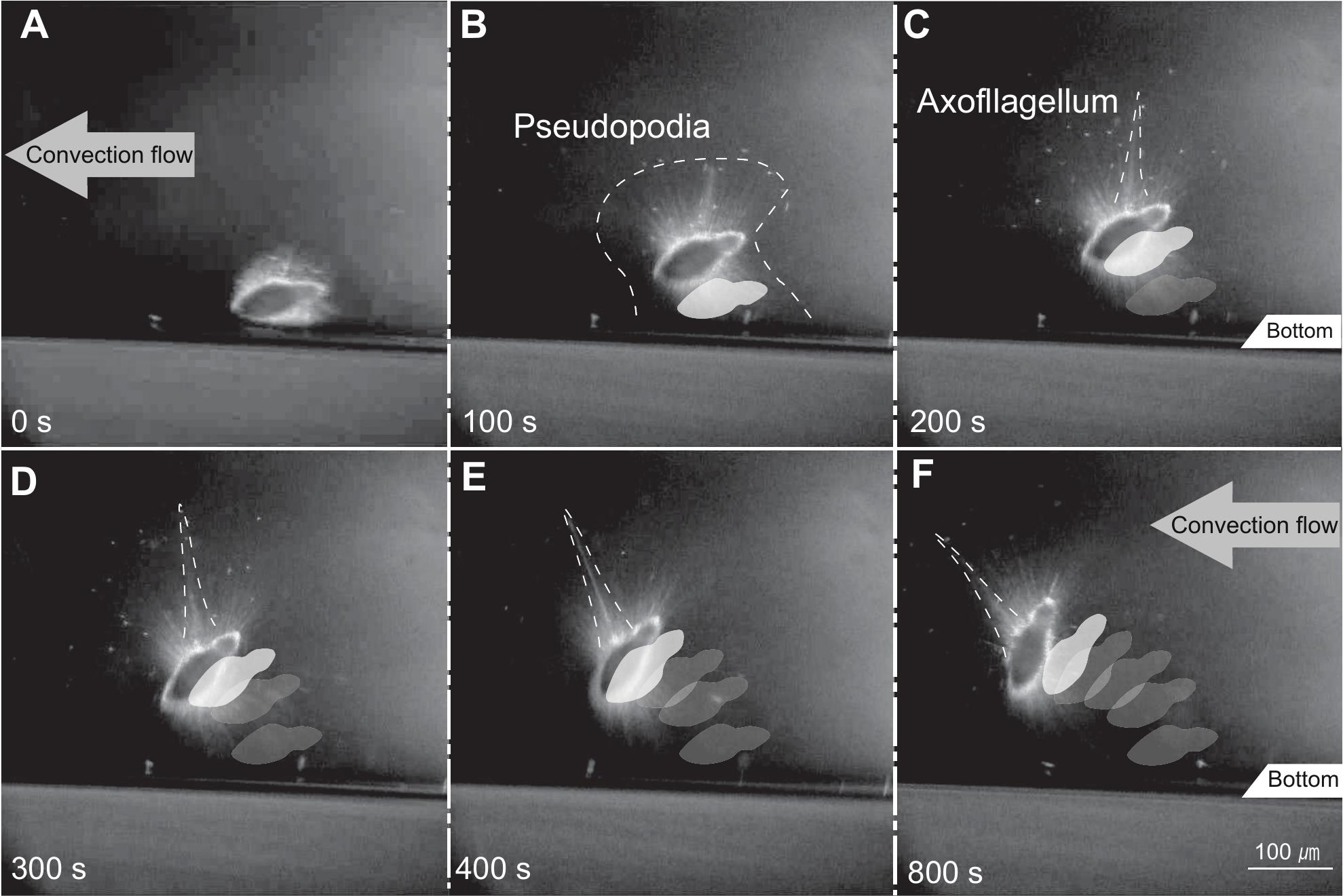 Active Floating With Buoyancy Of Pseudopodia Versus Passive Floating By Hydrodynamic Drag Force A Case Study Of The Flat Shaped Spumellarian Radiolarian Dictyocoryne