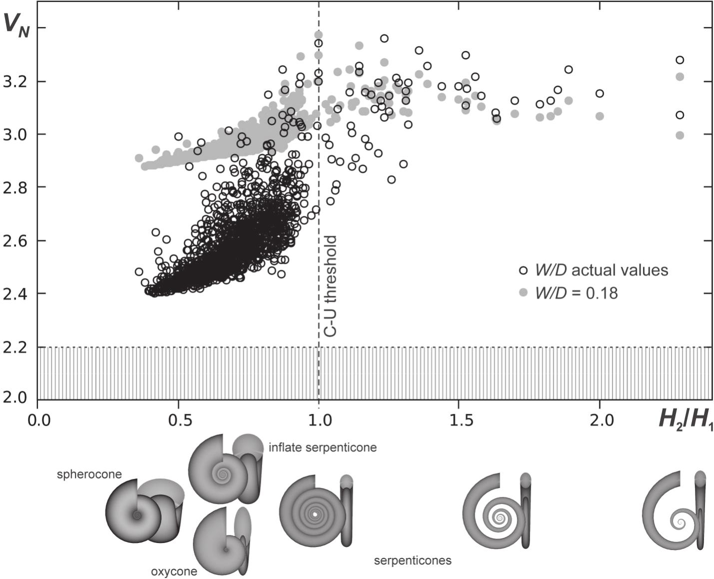 Shell Area To Volume Ratio In Ammonoids