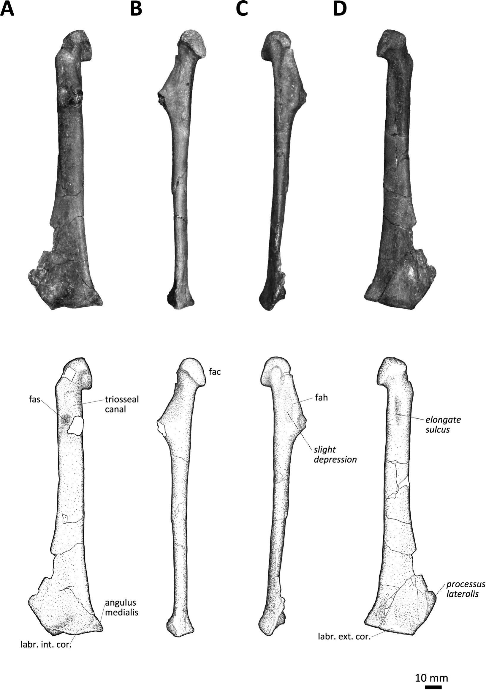 New Species of Plotopteridae (Aves) from the Oligocene Ashiya Group of ...