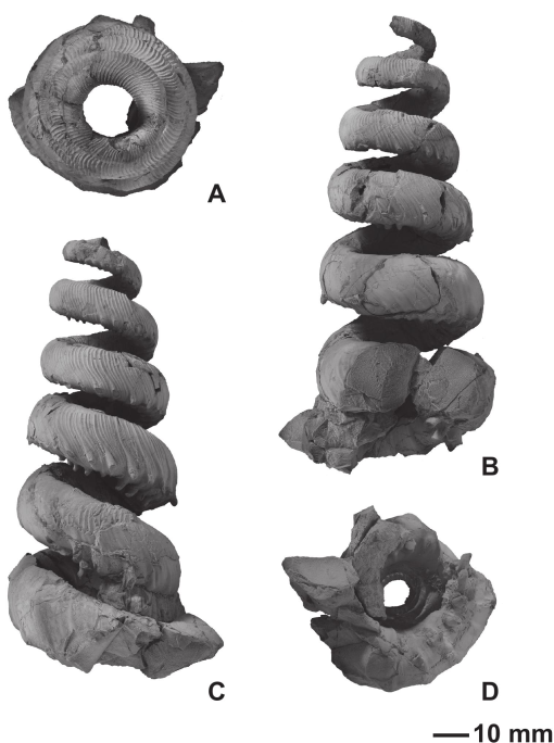 The Nostoceratidae by Schaffert & Larson humans.com.co