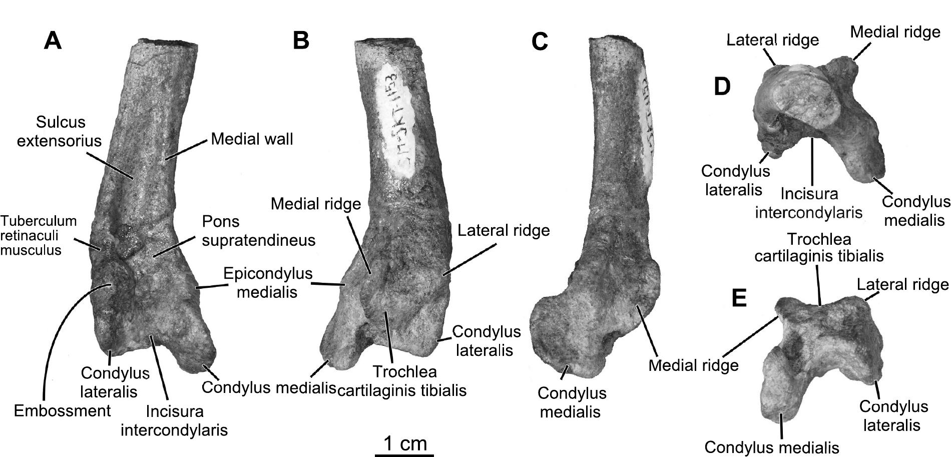 Of shields, plates and spikes – the complex scale patterns of ostrich legs