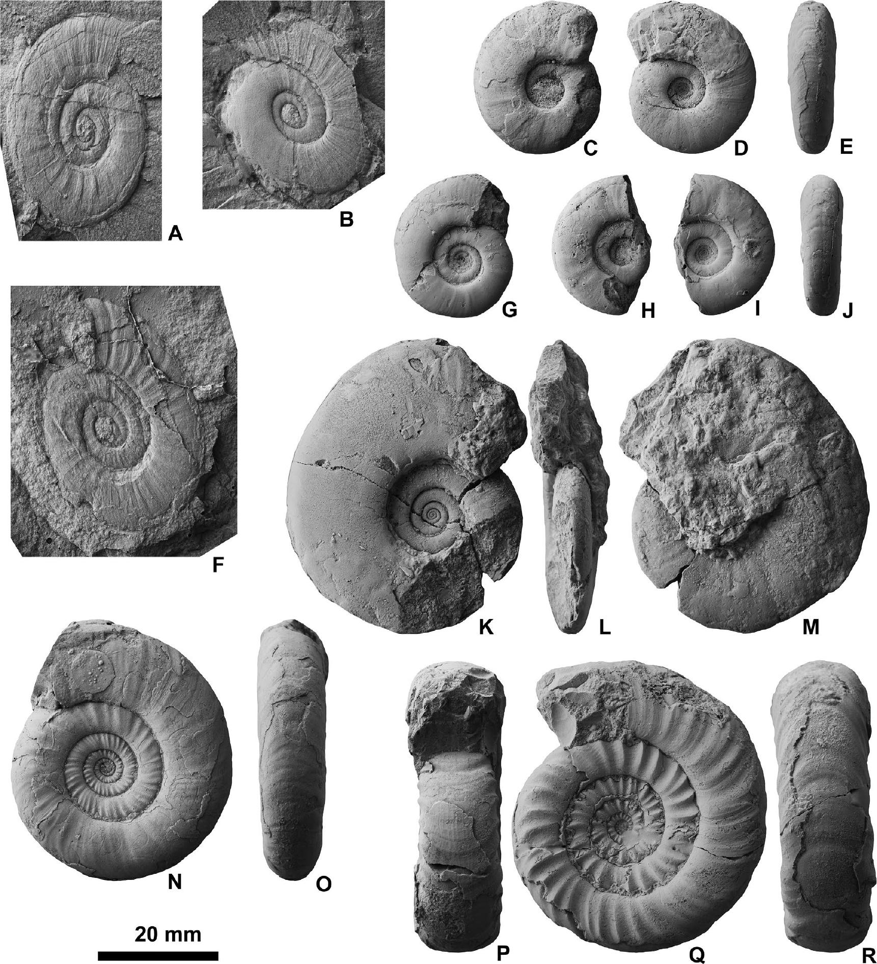 Revision Of Early Spathian (Late Olenekian, Early Triassic) Ammonoids ...