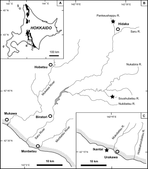 Discovery of the Heteromorph Ammonoid Amapondella amapondense in