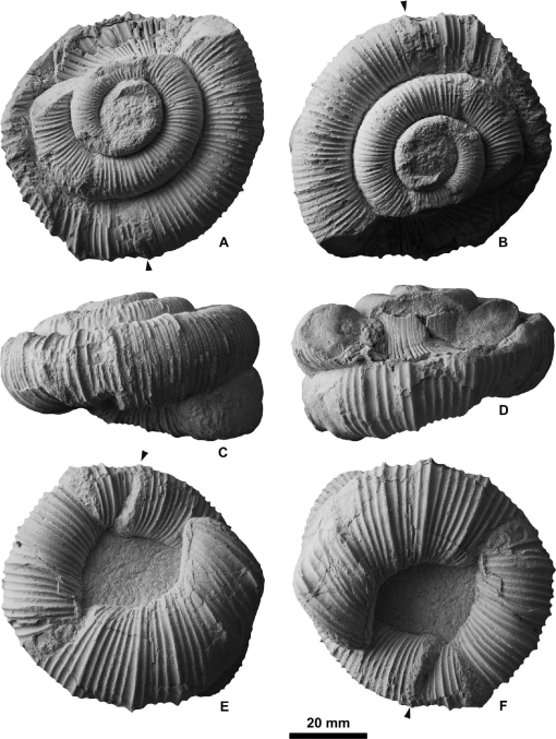 Discovery of the Heteromorph Ammonoid Amapondella amapondense in