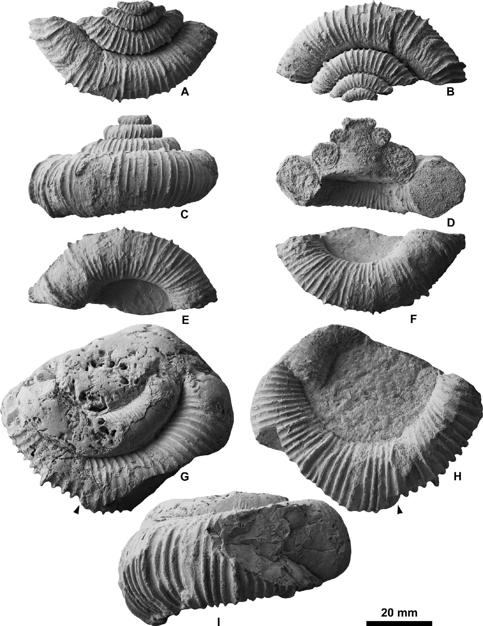 Discovery of the Heteromorph Ammonoid Amapondella