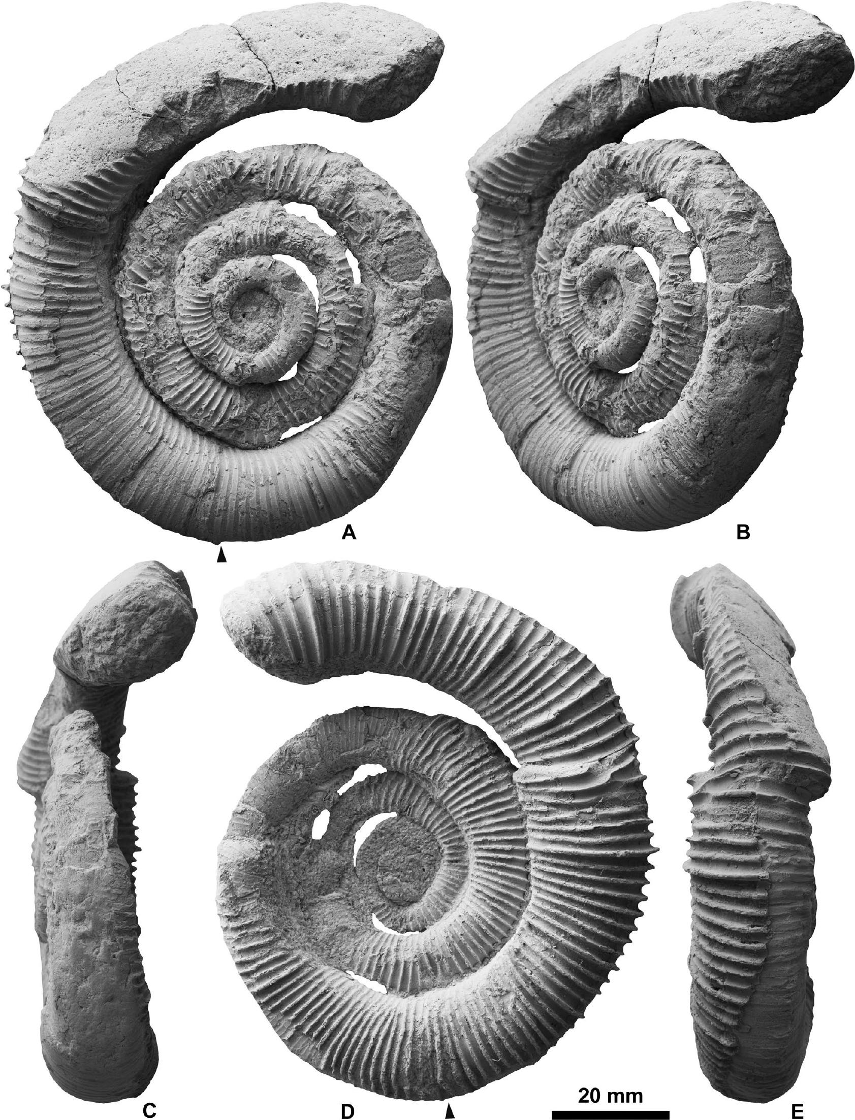 Discovery of the Heteromorph Ammonoid Amapondella amapondense in