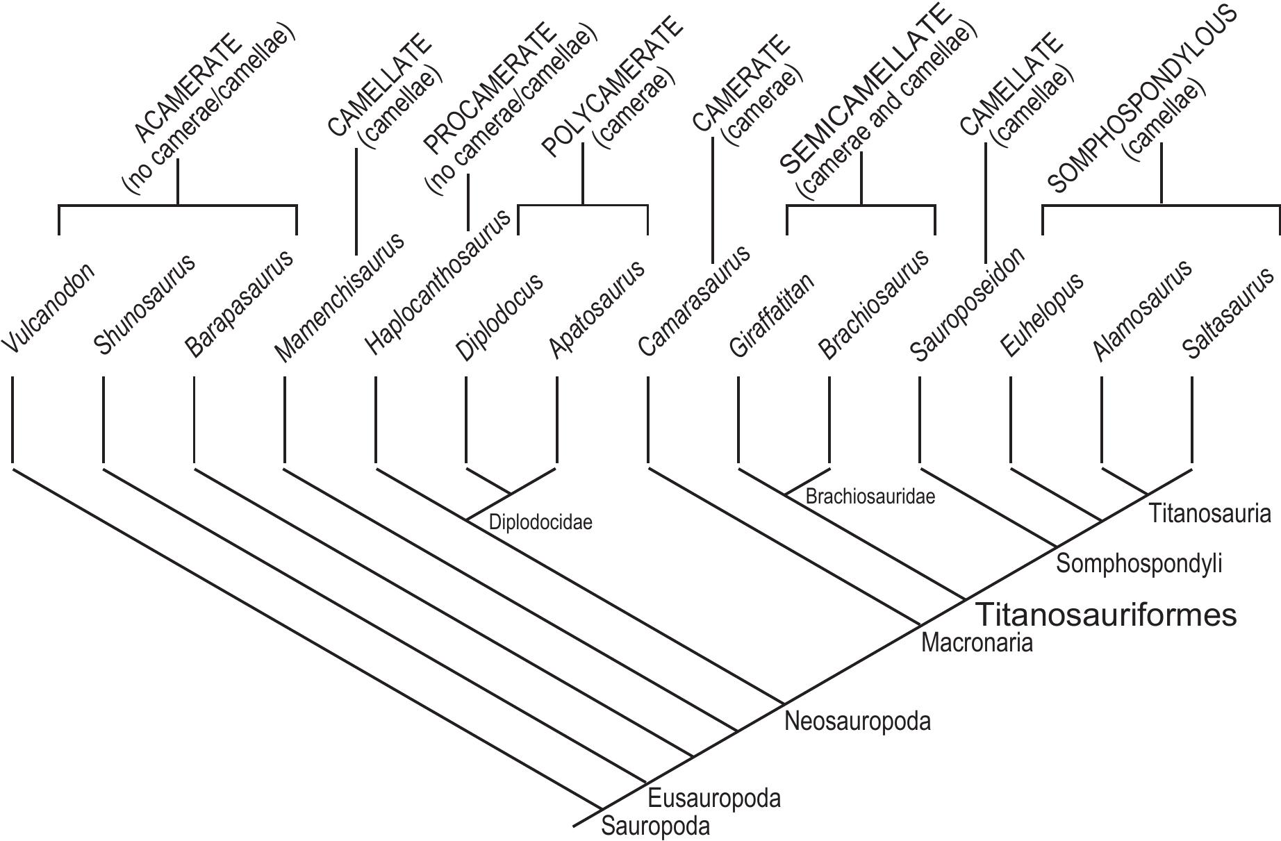 Description of a Titanosauriform (Sauropoda, Dinosauria) Cervical ...