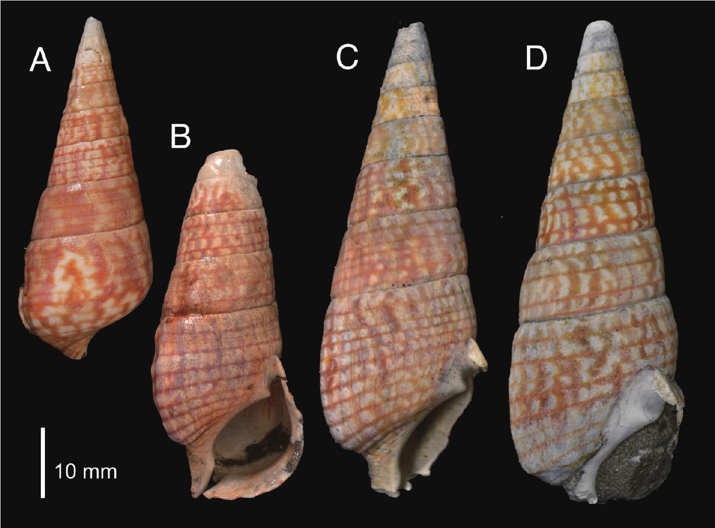 Systematics, Paleoecology and Taphonomy of a New Pseudovertagus ...