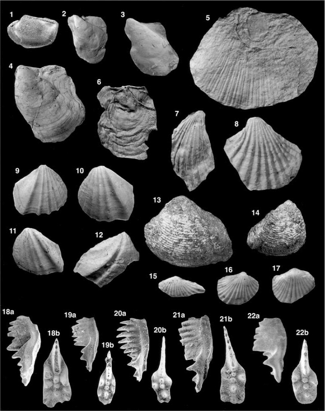 Late Triassic bivalves from Sambosan accretionary complex, southwest ...