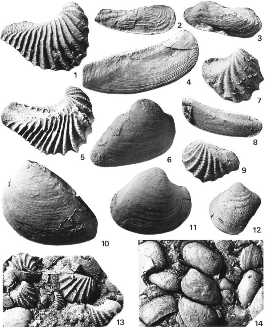 Stratigraphy and fossil bivalve assemblages of the mid-Cretaceous ...