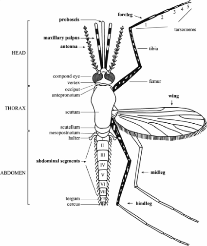 Illustrated keys to the anopheline mosquitoes of Myanmar