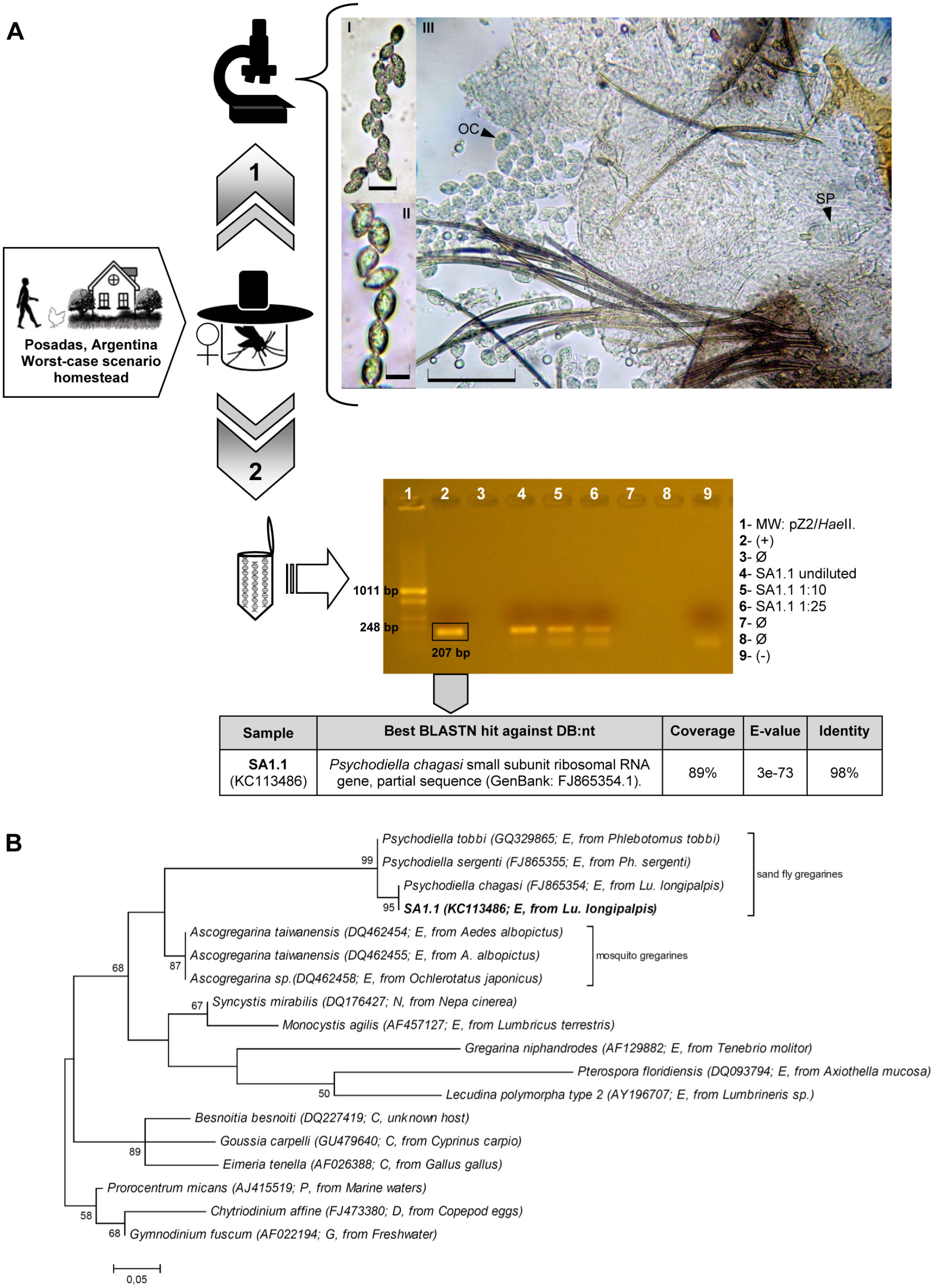 Polymerase Chain Reaction Based Assay For The Detection And Identification Of Sand Fly Gregarines In Lutzomyia Longipalpis A Vector Of Visceral Leishmaniasis