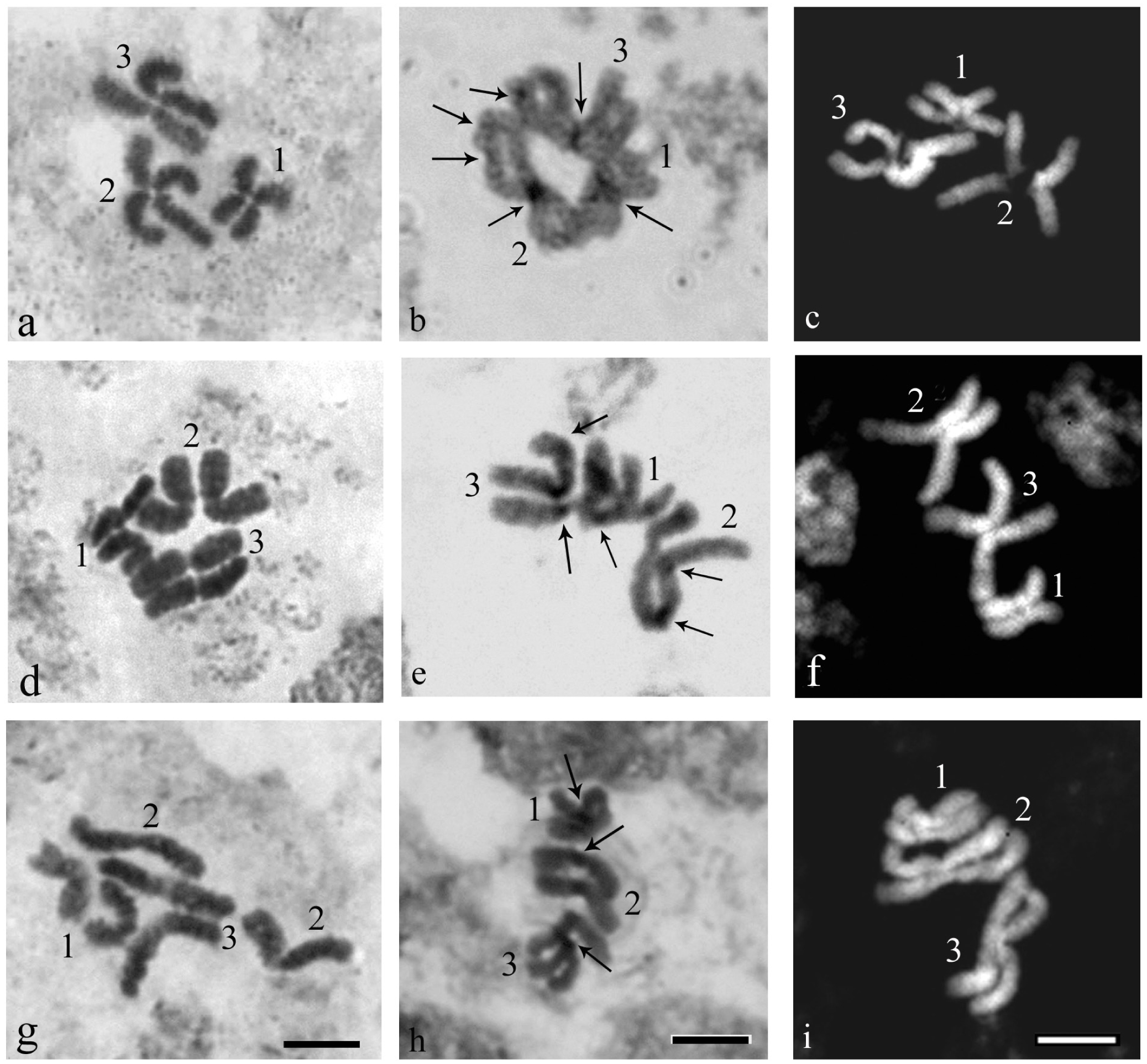 A Comparative Analysis Of The Metaphase Karyotypes Of Aedes Excrucians Ae Behningi And Ae Euedes Diptera Culicidae Imaginal Discs