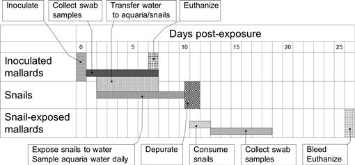 FAILURE OF TRANSMISSION OF LOW-PATHOGENIC AVIAN INFLUENZA VIRUS BETWEEN ...
