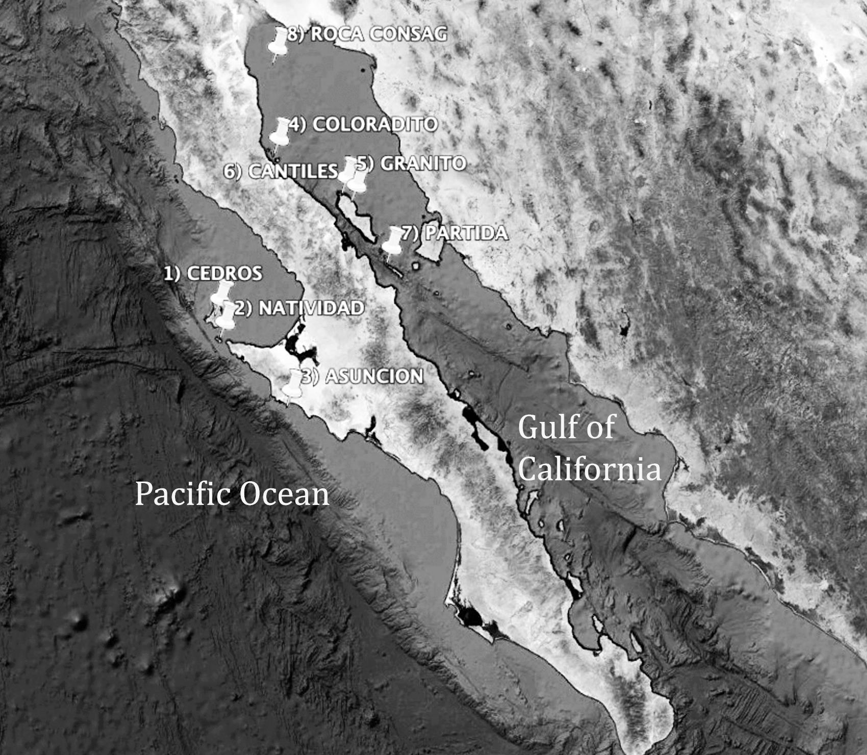 PATHOGENIC LEPTOSPIRA SEROVARS IN FREE-LIVING SEA LIONS IN THE GULF OF ...