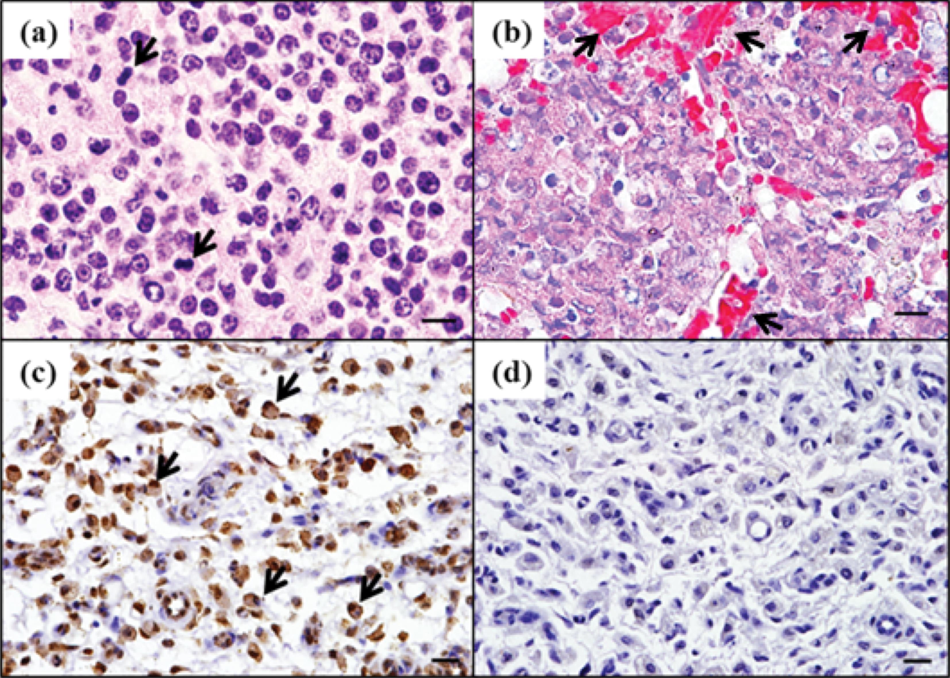 Primary BCell Lymphoma of Submandibular Lymph Node in a Water Deer