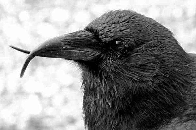 Elements in Whole Blood of Northwestern Crows (Corvus caurinus) in ...