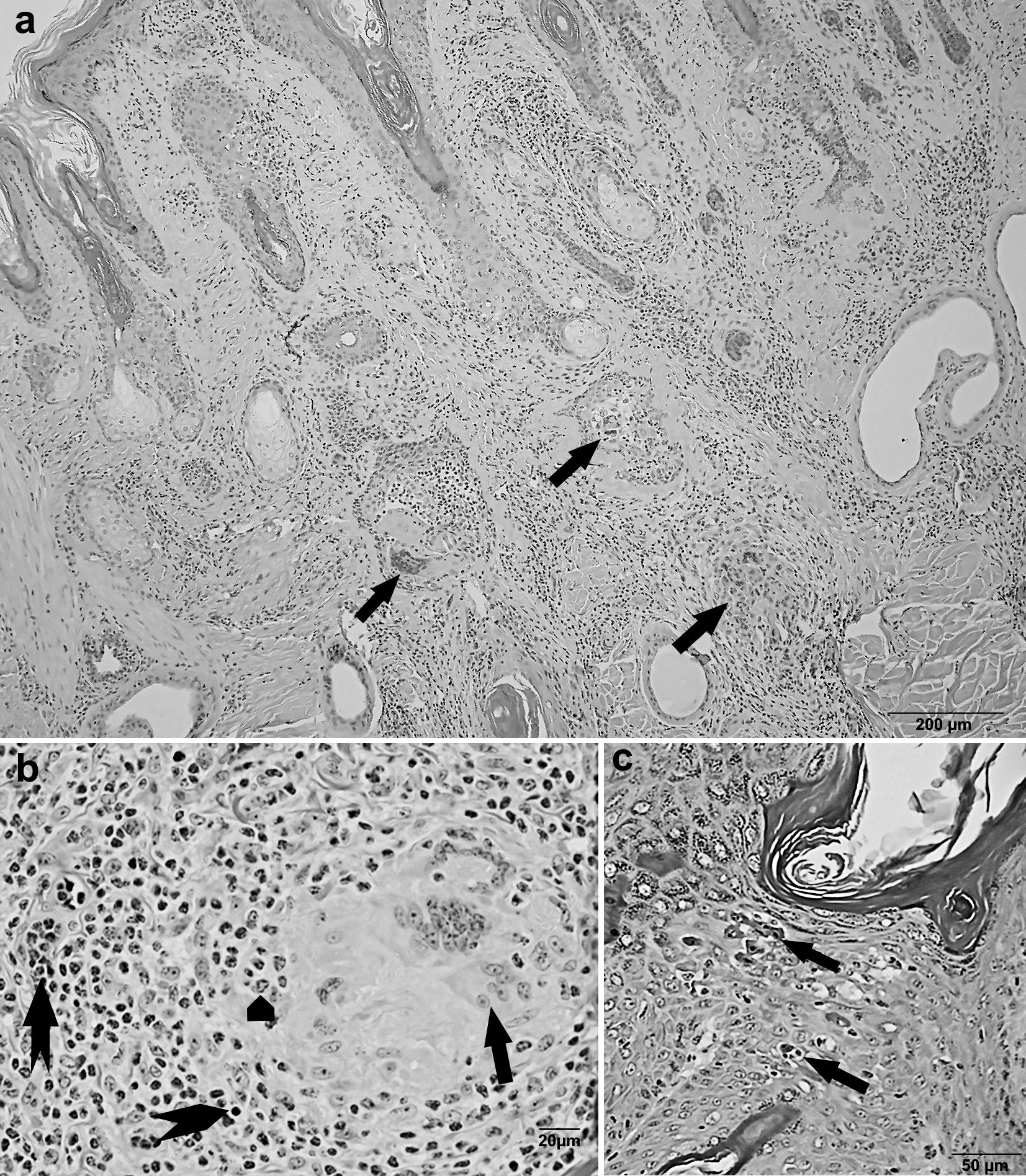 Sheep-Associated Malignant Catarrhal Fever–Like Skin Disease in a Free ...